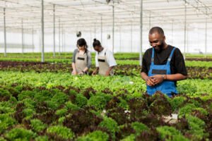 Senwes Grainlink Learnership 2025/2026